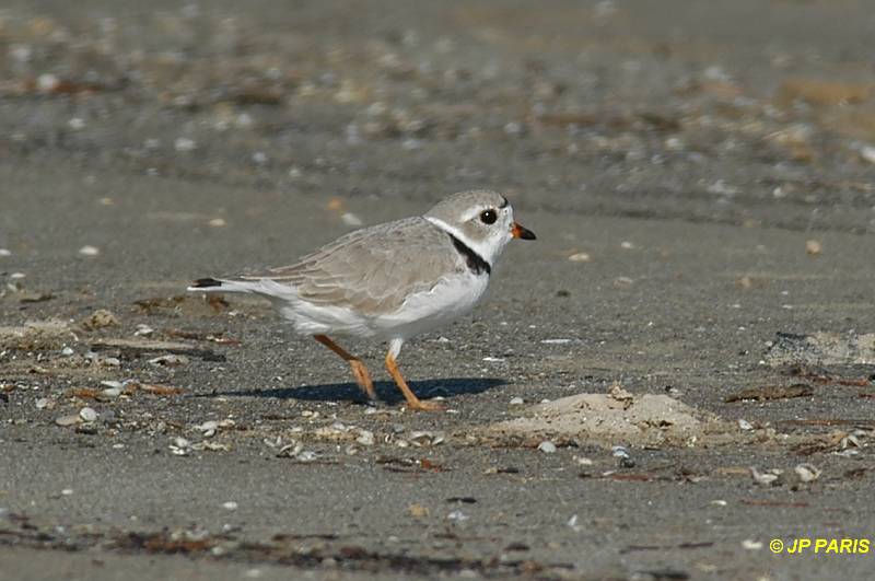 Charadrius melodus